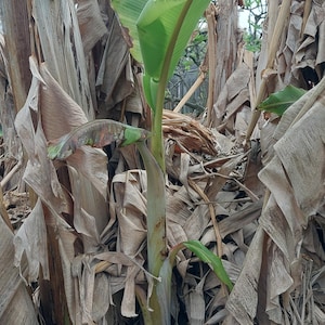 Ice Cream and California Gold Banana Pups