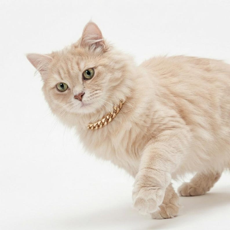 May include: A fluffy cream-colored cat wearing a gold-toned metal chain collar. The collar features a classic cuban link design that rests around the cat's neck. The cat has light green eyes and long, soft fur, looking directly toward the camera.