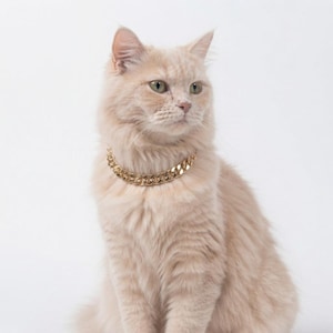 May include: A long-haired cream-colored cat wearing a shiny gold-toned metal chain collar around its neck. The cat has light-colored fur, pointed ears, and green eyes, and it is looking toward the right side of the frame with a neutral expression.