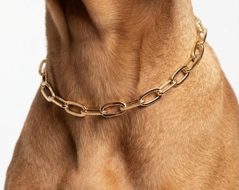 Gold Stainless Metal Dog Chain Collar Necklace with Tag: Custom Pet Jewelry Gift