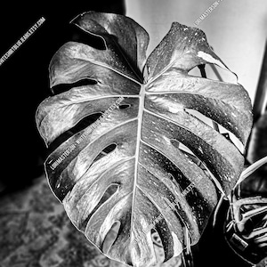 Monochroom - Monstera Thai-sterrenbeeld - digitale foto download JPG