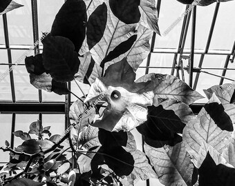 Monocromo - Flor de trompeta de ángel - Descarga de foto digital JPG