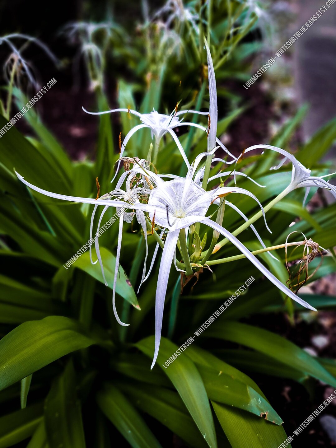 Flower - Cahaba Lily - Digital Photo Download JPG - Etsy