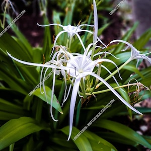 Flor - Lirio Cahaba - Descarga de fotografía digital JPG