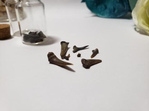 Real Shark Teeth - Etsy