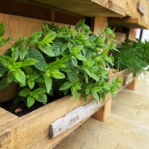 Puede incluir: Una maceta de madera con una etiqueta que dice "menta" y est&aacute; llena de plantas de menta verde.