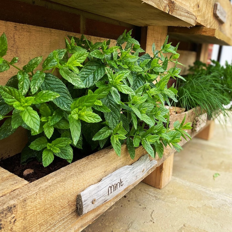 Puede incluir: Una maceta de madera con una etiqueta que dice "menta" y est&aacute; llena de plantas de menta verde.