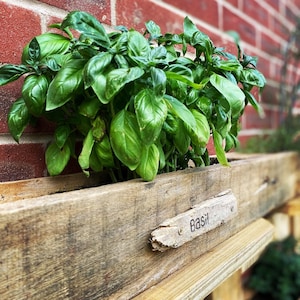 Puede incluir: Una maceta de madera con una etiqueta que dice "Basil" y est&aacute; llena de plantas de albahaca verde fresca.