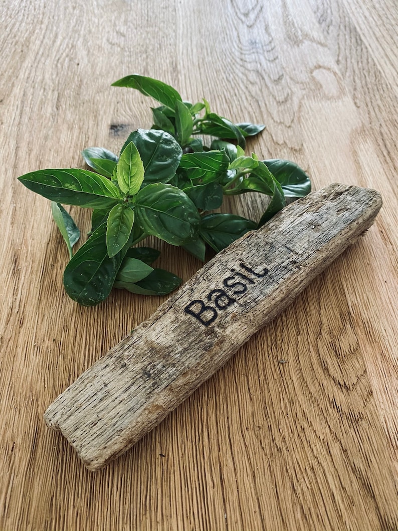 Puede incluir: Un letrero de madera desgastado con la palabra "Basil" tallada en &eacute;l. Hojas de albahaca verdes frescas est&aacute;n junto al letrero sobre una superficie de madera.
