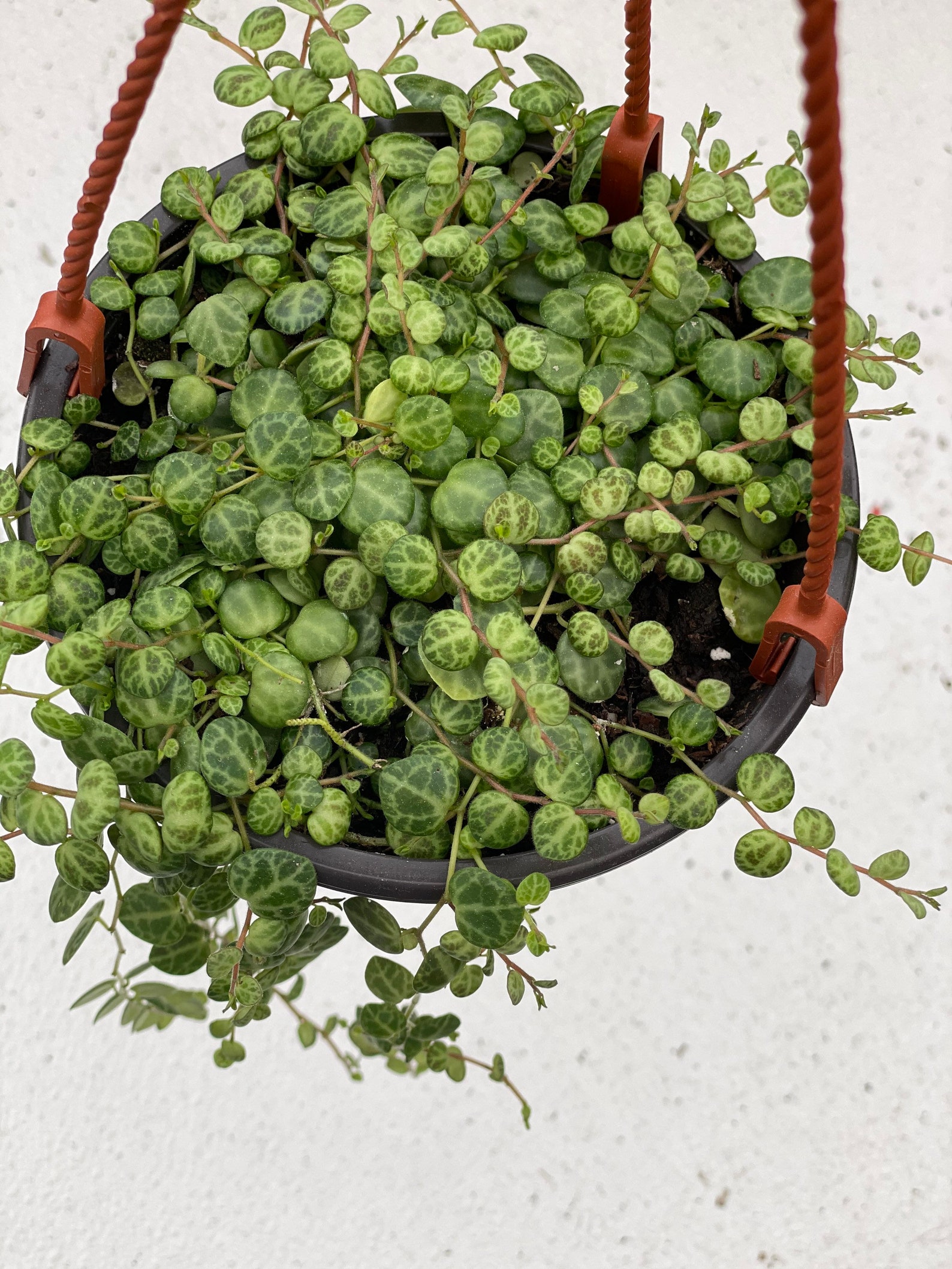 Trailing Turtle: Peperomia Prostrata's Enchanting Charm