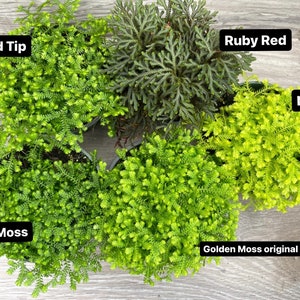 Selaginella kraussiana “Club Moss” Neon, Gold tip, Ruby Red, Green moss and original