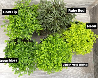 Selaginella kraussiana “Club Moss” Neon, Gold tip, Ruby Red, Green moss and original