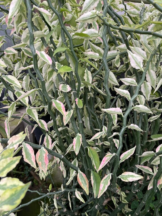 Devils Backbone Variegated Cuttings 3 Pc Etsy