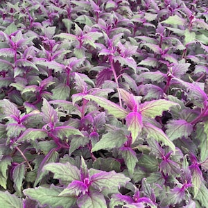 Purple passion aka Gynura Aurantiaca