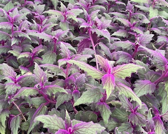 Purple passion aka Gynura Aurantiaca
