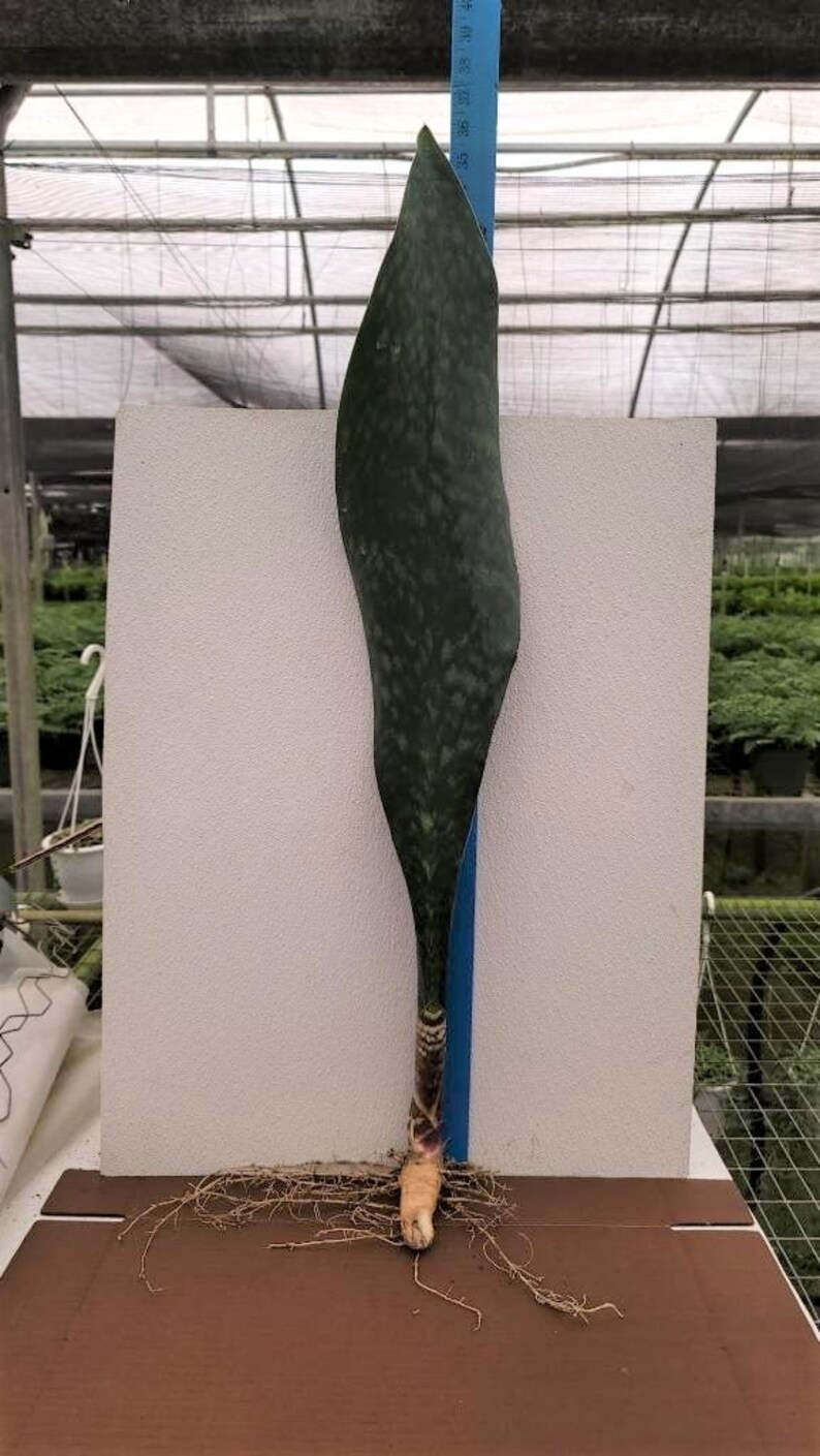 Sansevieria Masoniana Whale fin/Shark fin Extremely rare 16 Etsy