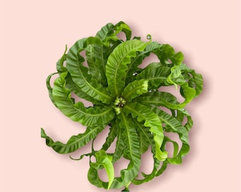 Hurricane bird’s nest fern Asplenium antiquum