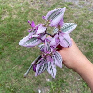 Trandescantia nanouk ‘Pink Wandering Jew’ variegated; cuttings and more
