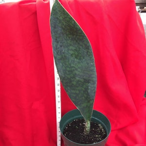Whale Fin Sansevieria Masoniana 10” pot size