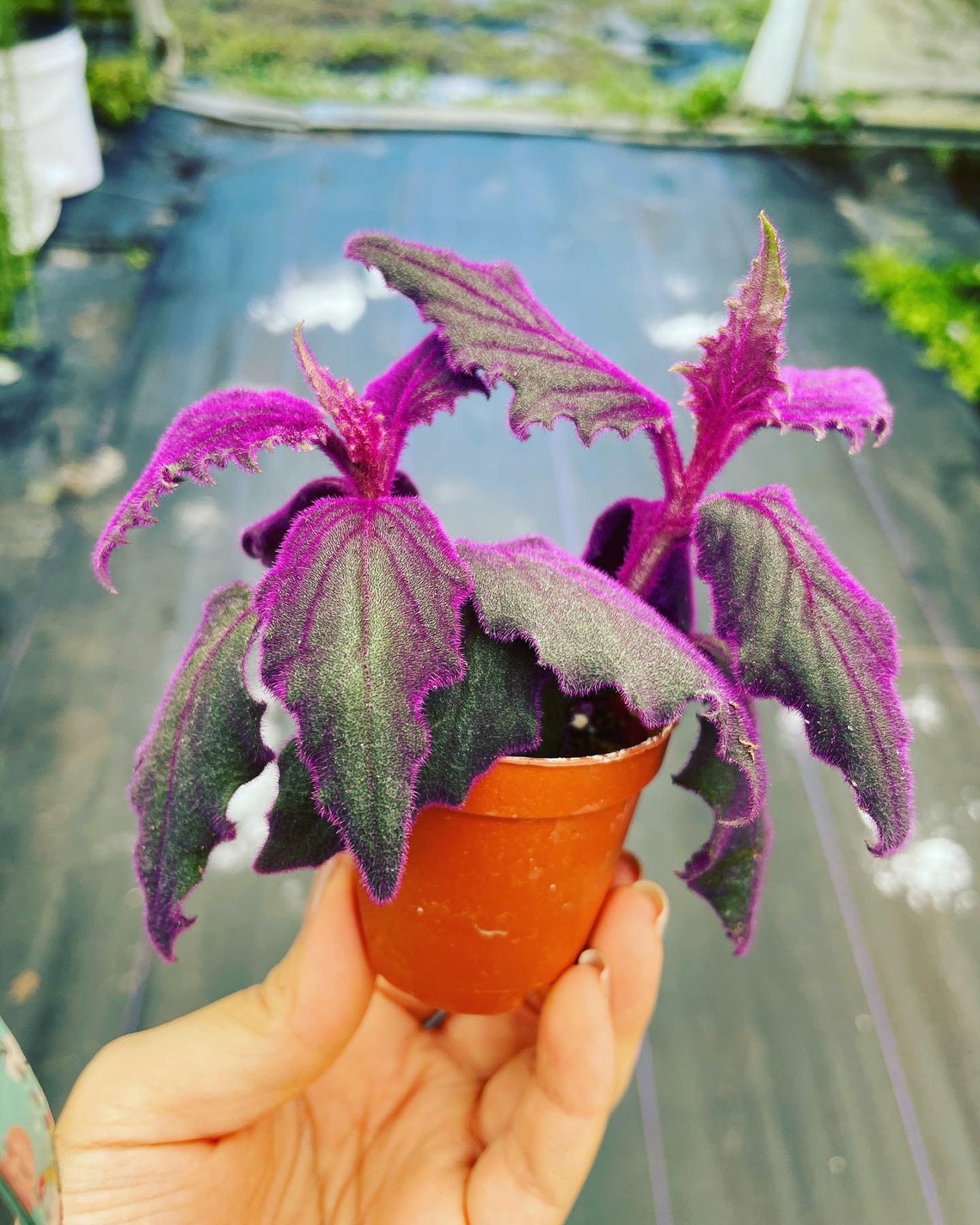 Purple Passion