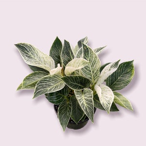 Philodendron White Measure - Etsy