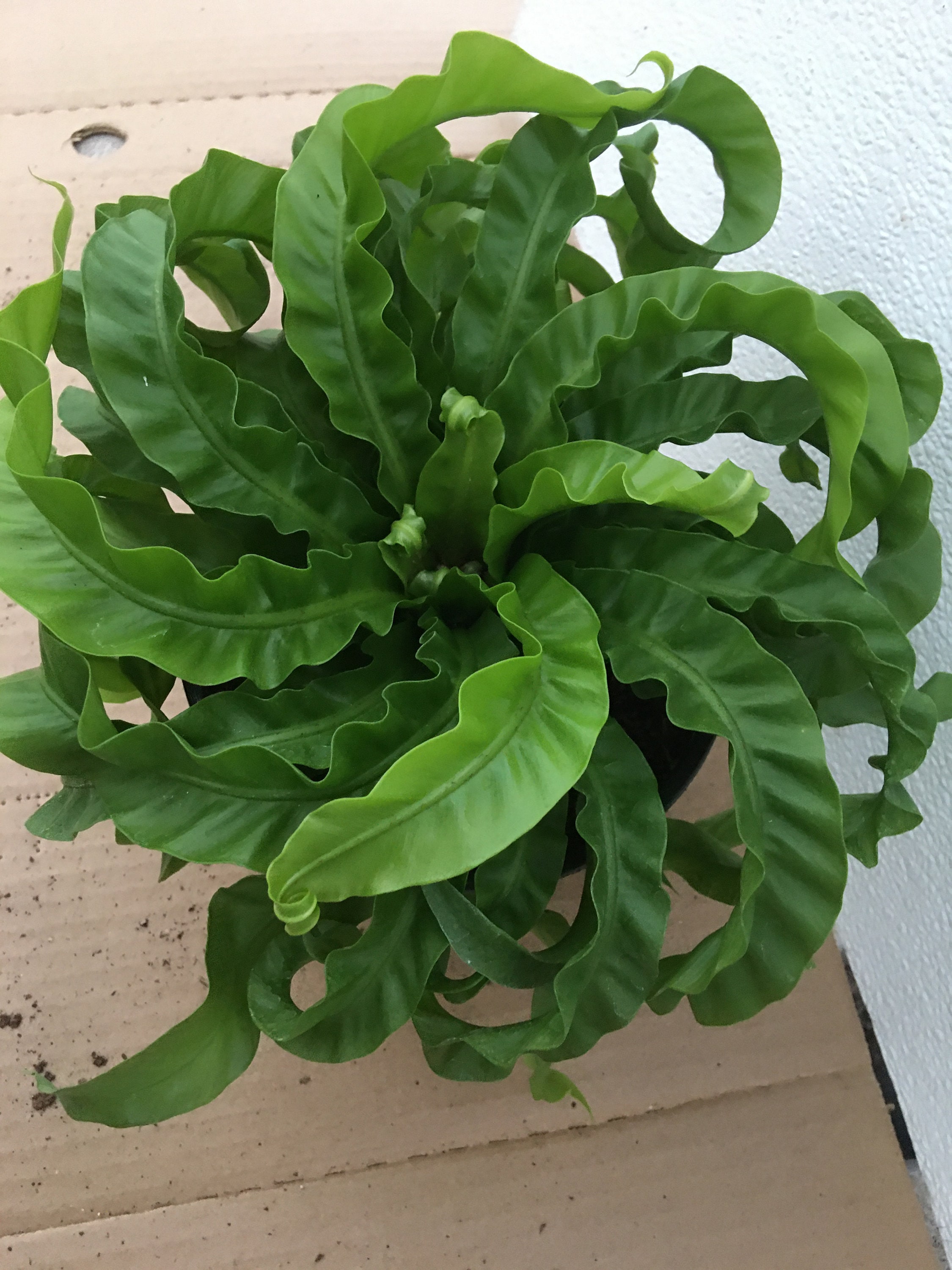 Hurricane birds nest fern Asplenium antiquum 8 extra LARGE Etsy