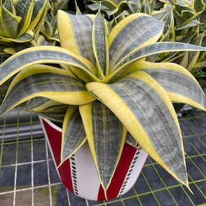 Sansevieria trifasciata ‘Golden Hahnii’ Bird nest snake plant
