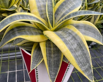 May include: A potted snake plant with yellow and green striped leaves. The plant is in a white pot with red vertical stripes and a dotted pattern. The plant is on a metal shelf.
