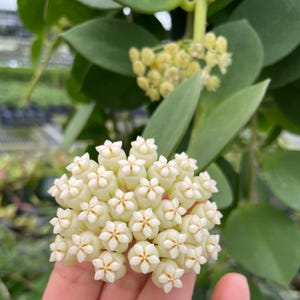 Hoya Pachyclada Snow Lotus'(((hoya-pachyclada-small-leafs