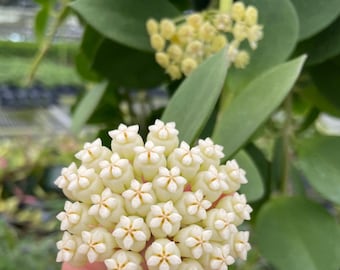 Hoya Pachyclada