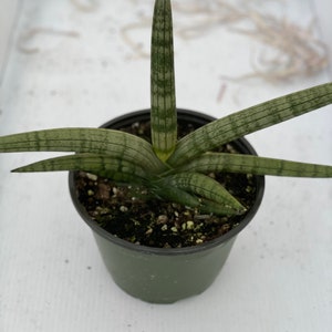 Sansevieria ‘Boncellensis’ starfish 6”