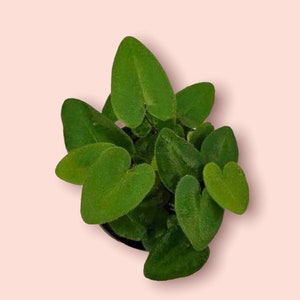 Hemionitis Arifolia aka Heart Fern