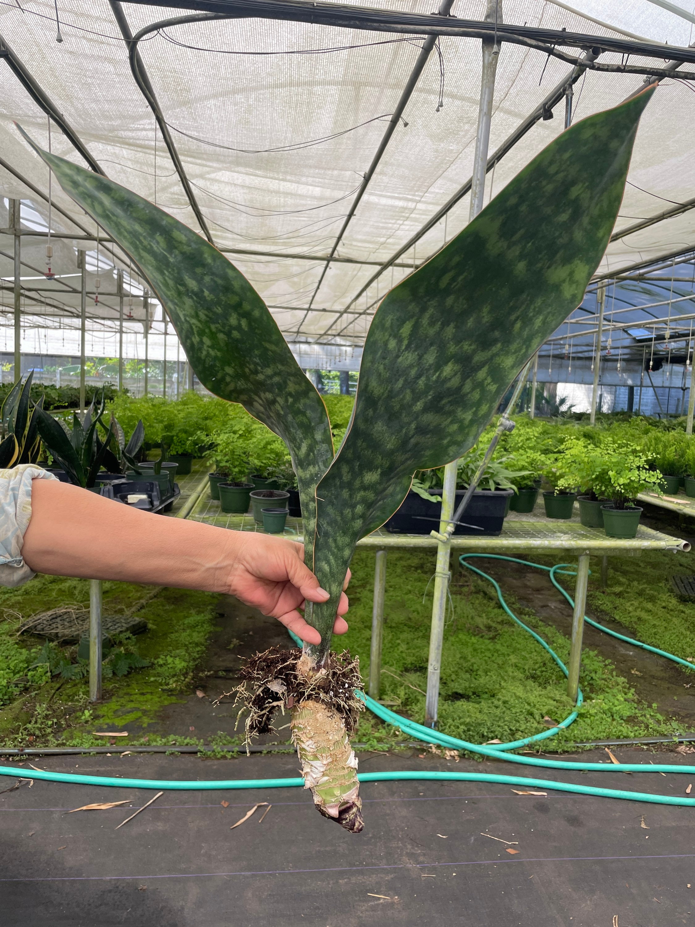 Sansevieria Masoniana fully matured whale fin XL