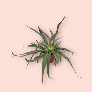 Platycerium veitchii lemoinei  aka French staghorn fern