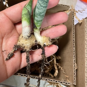 Sansevieria Masoniana (Whale Fin) young pups