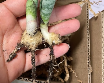 Sansevieria Masoniana (Whale Fin) young pups