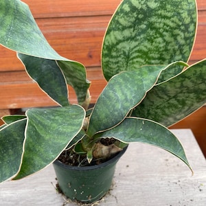 Whale fin snake plant (Sansevieria Masoniana multi-leaf cluster)