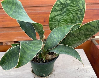 Whale fin snake plant (Sansevieria Masoniana multi-leaf cluster)