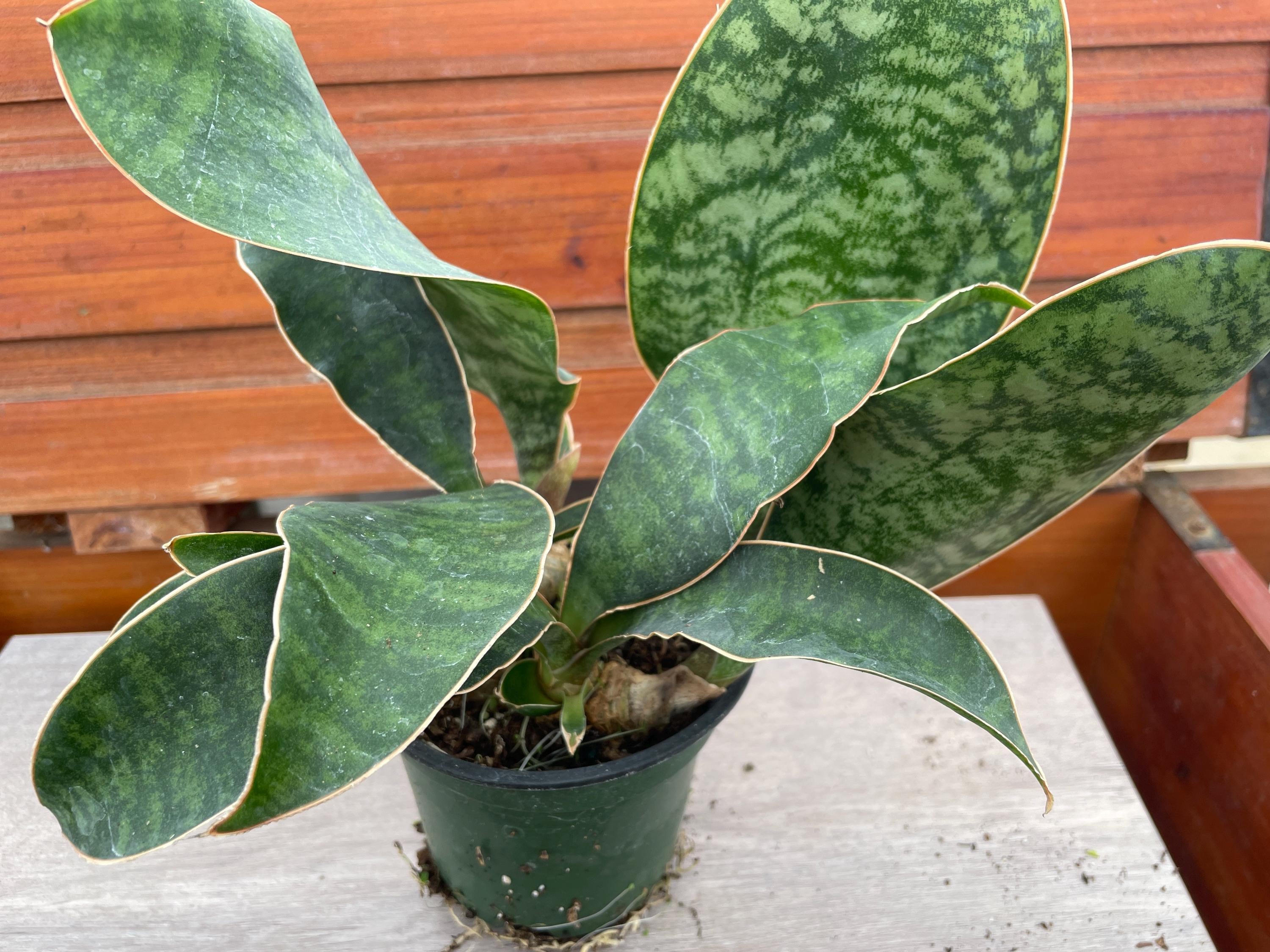 Whale Fin Snake Plant (sansevieria Masoniana Multi-leaf Cluster) - Etsy  Canada