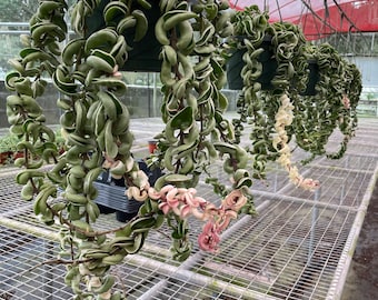 Hoya Carnosa Compacta aka Hindu Rope variegated and non variegated