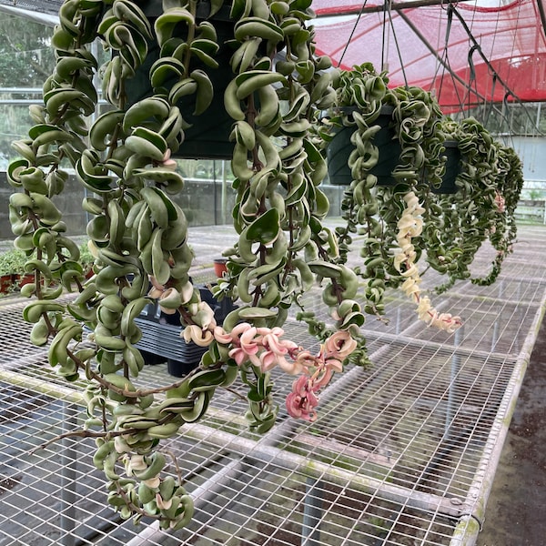 Hoya Carnosa Compacta aka Hindu Rope variegated and non variegated