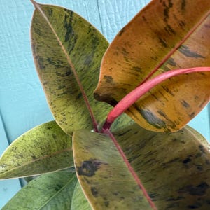 Ficus Shivereana Moonshine 8” bare root