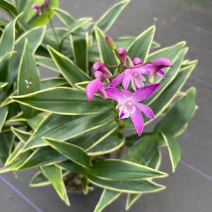 Korean Orchid variegated dendrobium and others