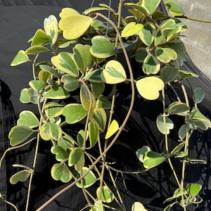 Hoya Kerrii Sweetheart vine variegated and more