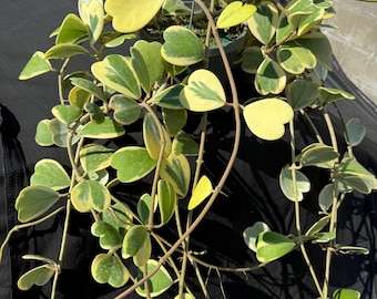 Hoya Kerrii Sweetheart vine variegated and more