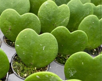 Hoya Kerrii Sweetheart vine variegated and more