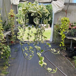 Pothos N’Joy extra long