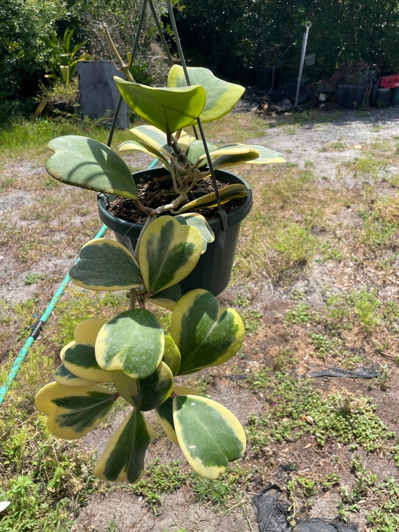 Hoya Kerrii Sweetheart vine variegated and more