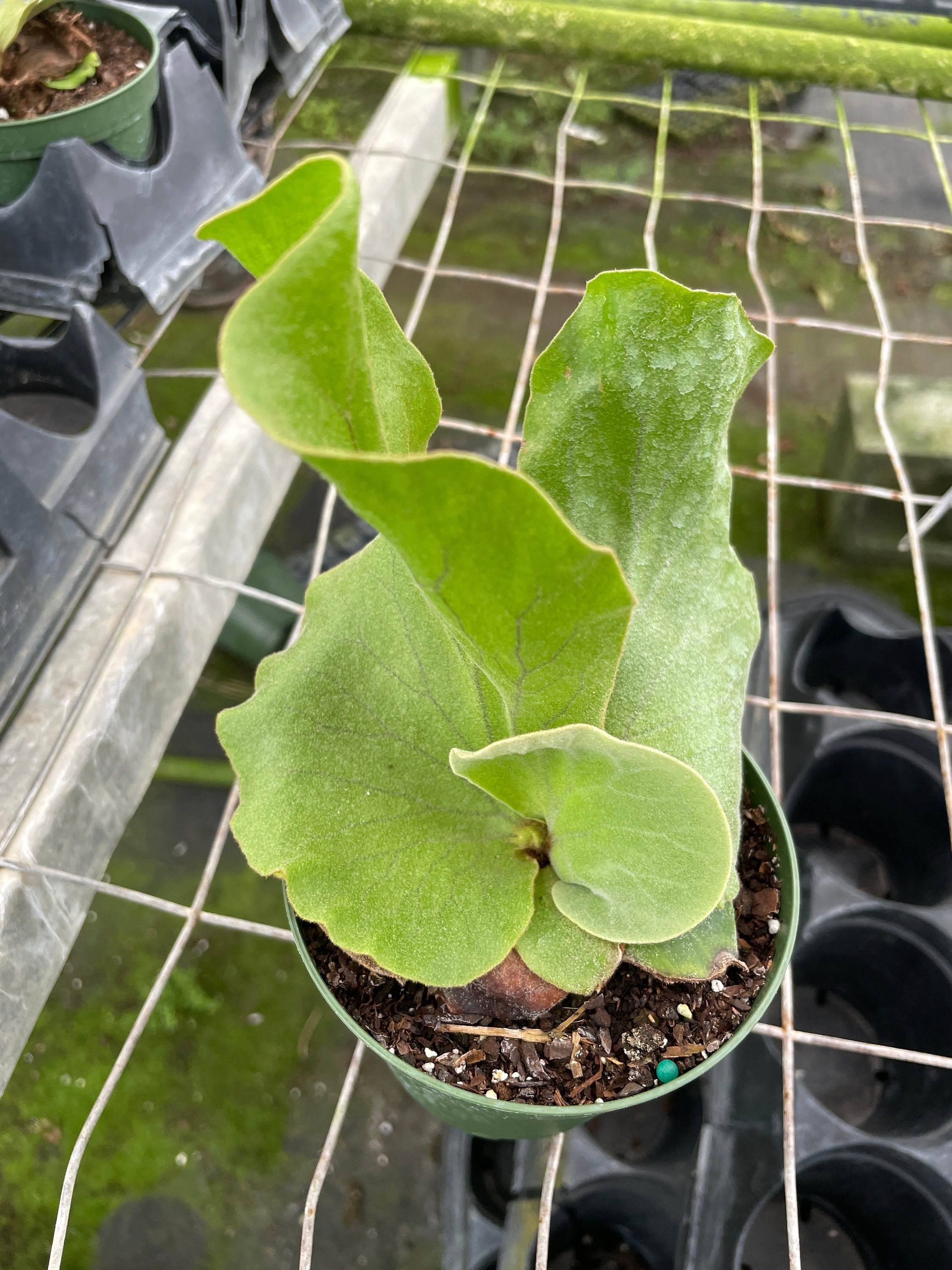 Platycerium Elephantotis 2”-6”