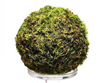 Moss balls, Decorative Spheres, dried decore